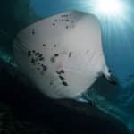 Nusa Penida Siddhartha Dive Center Bali