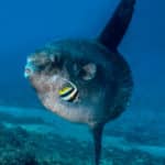 Nusa Penida Snorkel and Diving Bali Indonesia