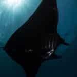 Nusa Penida Reef Manta Ray Bali