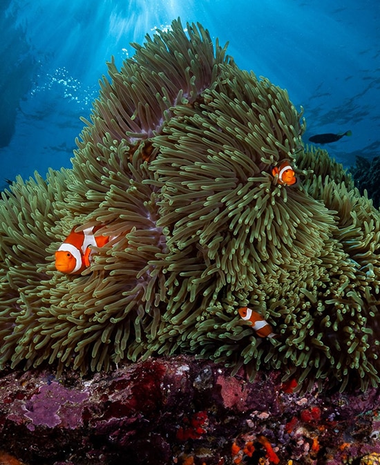 Diving East Bali