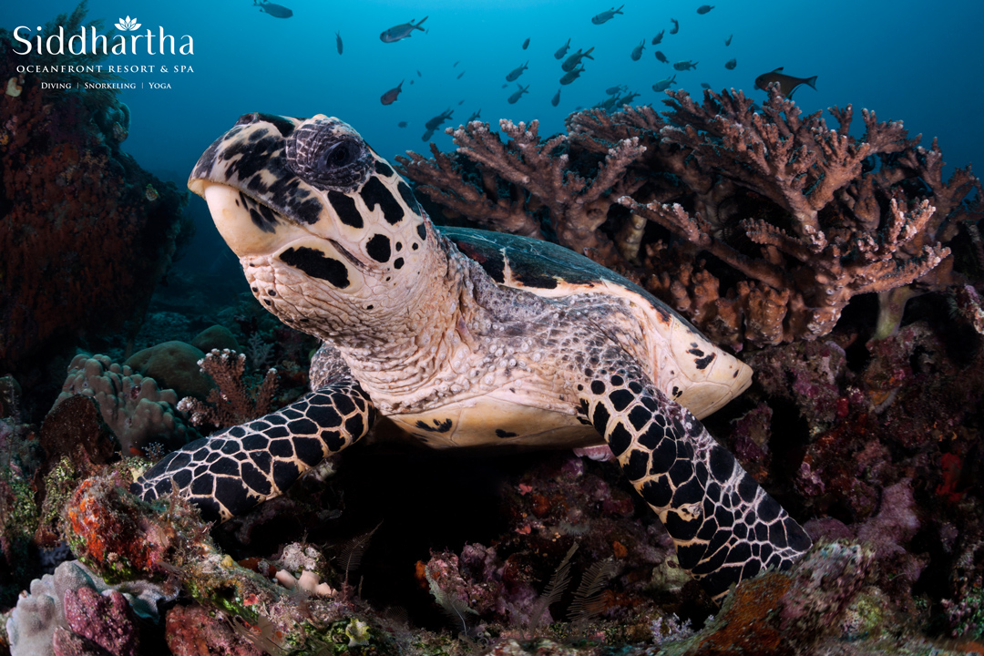 Siddhartha Bali Resort Scuba Diving Turtle