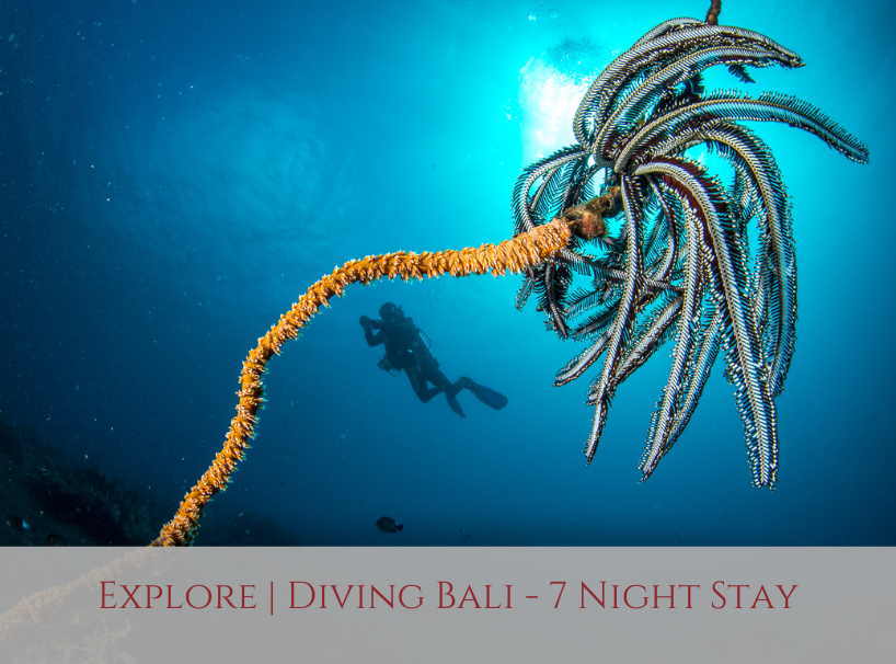 Siddhartha Bali Explore Diving Special Offer