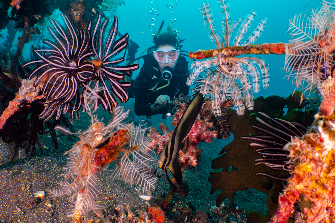 siddhartha bali resort scuba diving coral garden